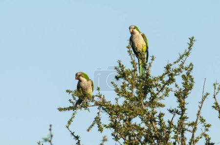 Photo for Parakeet perched on a branch of Calden , La Pampa, Patagonia, Argentina - Royalty Free Image