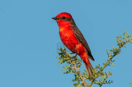 Photo for Vermilion Flycatcher male perched, La Pampa, Patagonia,  Argentina - Royalty Free Image