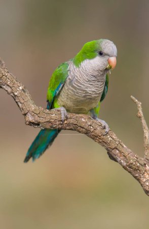 Photo for Parakeet perched on a branch of Calden , La Pampa, Patagonia, Argentina - Royalty Free Image