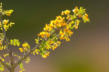 Téléchargez les photos : Chaars dans la forêt de Calden, fleuri au printemps, La Pampa, Argentine - en image libre de droit