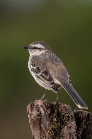 Téléchargez les photos : Mokingbird à bandes blanches dans l'environnement de la forêt de Calden, forêt de Patagonie, Argentine. - en image libre de droit