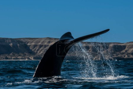 Téléchargez les photos : Sohutern queue de baleine noire, espèces menacées, Patagonie, Argentine - en image libre de droit