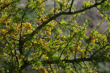 Foto de Chaar en el bosque del Calden, florecido en primavera, La Pampa, Argentina - Imagen libre de derechos