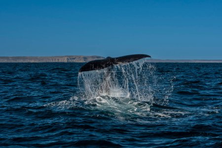 Foto de Cola de ballena franca de Sohutern, especie en peligro de extinción, Patagonia, Argentina - Imagen libre de derechos
