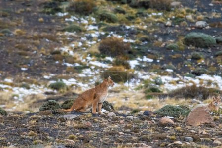 Foto de Caminata de Puma en ambiente montañoso, Parque Nacional Torres del Paine, Patagonia, Chile. - Imagen libre de derechos