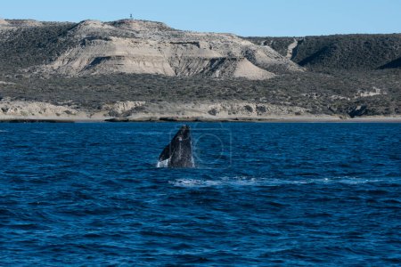 Photo for Sohutern right whale jumping, Peninsula Valdes, Patagonia,Argentina - Royalty Free Image