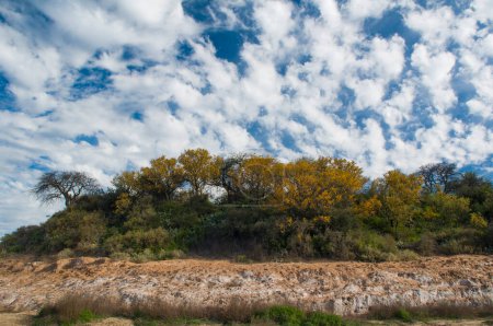 Téléchargez les photos : Chaars dans la forêt de Calden, fleuri au printemps, La Pampa, Argentine - en image libre de droit