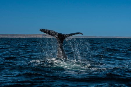 Foto de Cola de ballena franca de Sohutern, especie en peligro de extinción, Patagonia, Argentina - Imagen libre de derechos