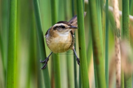Téléchargez les photos : Wren like rushbird, in marsh environment, Patagonia, Argentina - en image libre de droit