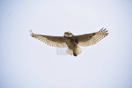 Photo for Burrowing Owl perched, La Pampa Province, Patagonia, Argentina. - Royalty Free Image
