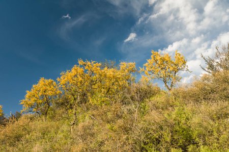 Téléchargez les photos : Chaar dans la forêt de Calden, fleuri au printemps, La Pampa, Argentine - en image libre de droit