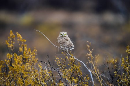 Foto de Burrowing Búho encaramado, Provincia de La Pampa, Patagonia, Argentina. - Imagen libre de derechos