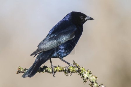 Photo for Shiny cowbird in Calden forest environment, La Pampa Province, Patagonia, Argentina. - Royalty Free Image
