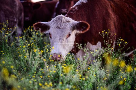 Foto de Vacas pastando en el campo, en la llanura de las Pampas, Argentina - Imagen libre de derechos