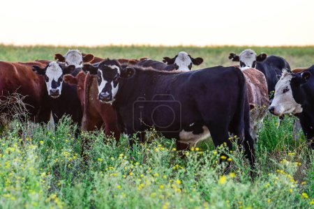 Téléchargez les photos : Vaches broutant dans les champs, dans la plaine de Pampas, Argentine - en image libre de droit
