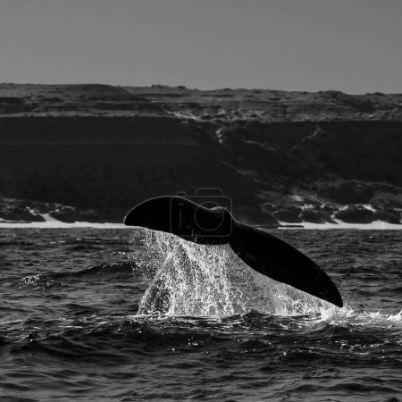 Photo for Sohutern right whale tail lobtailing, endangered species, Patagonia,Argentina - Royalty Free Image