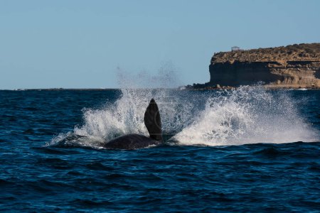 Téléchargez les photos : Baleine noire de Sohutern, espèces en voie de disparition, Patagonie, Argentine - en image libre de droit