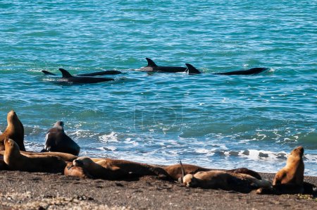 Photo for Killer Whale, Orca, hunting a sea lions , Peninsula Valdes, Patagonia Argentina - Royalty Free Image