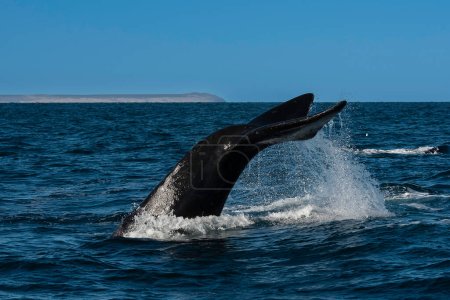Téléchargez les photos : Queue de baleine noire, espèce en voie de disparition, Patagonie, Argentine - en image libre de droit