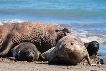 Foto de Familia de focas elefantes, Península Valdés, Patagonia, Argentina - Imagen libre de derechos