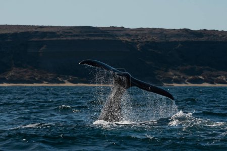Téléchargez les photos : Queue de baleine noire, espèce en voie de disparition, Patagonie, Argentine - en image libre de droit