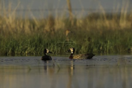Photo for White faced Whistling Duck ,  La Pampa , Patagonia,  Argentina - Royalty Free Image
