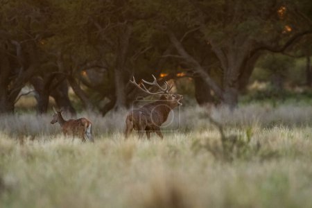 Téléchargez les photos : Cerf rouge à La Pampa, Argentine, Parque Luro, Réserve naturelle - en image libre de droit