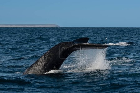 Foto de Cola de ballena franca Sohutern lobtailing, especies en peligro de extinción, Patagonia, Argentina - Imagen libre de derechos
