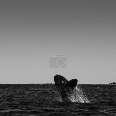 Photo for Sohutern right whale jumping, endangered species, Patagonia,Argentina - Royalty Free Image