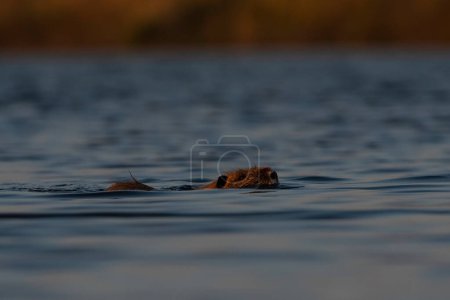Photo for Coipo, Myocastor coypus, La Pampa Province, Patagonia, Argentina. - Royalty Free Image