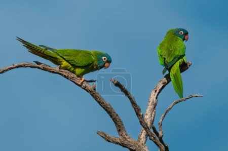 Photo for Blue crowned Parakeet,  La Pampa Province, Patagonia, Argentina - Royalty Free Image