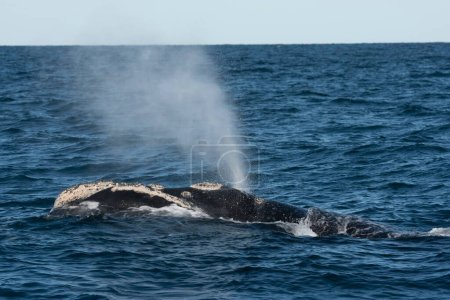 Photo for Sohutern right whale whale breathing, Peninsula Valdes, Patagonia,Argentina - Royalty Free Image