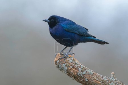 Photo for Shiny cowbird in Calden forest environment, La Pampa Province, Patagonia, Argentina. - Royalty Free Image