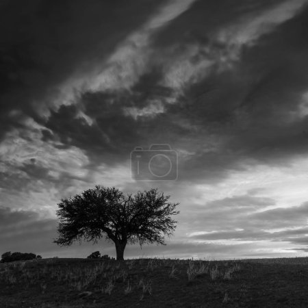 Téléchargez les photos : Coucher de soleil Calden tree landscape, La Pampa province, Patagonie, Argentine. - en image libre de droit