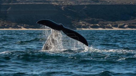 Photo for Sohutern right whale tail lobtailing, endangered species, Patagonia,Argentina - Royalty Free Image