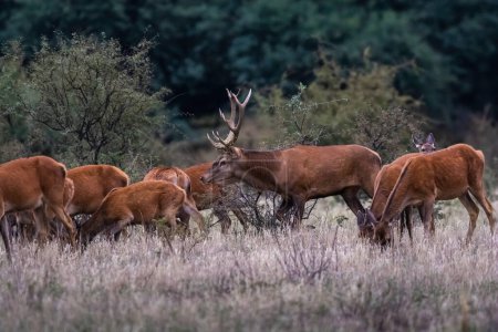 Foto de Ciervos rojos en La Pampa, Argentina, Parque Luro, Reserva Natural - Imagen libre de derechos