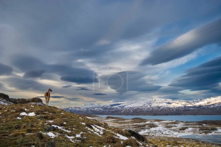 Photo for Torres del Paine National Park landscape, Patagonia, Chile. - Royalty Free Image