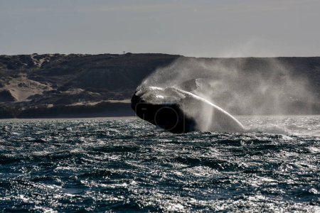 Foto de Salto de ballenas francas Sohutern, especies en peligro de extinción, Patagonia, Argentina - Imagen libre de derechos