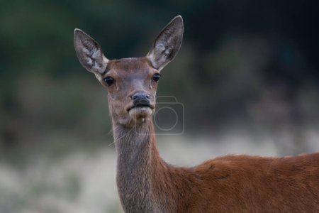 Photo for Red deer in La Pampa, Argentina, Parque Luro, Nature Reserve - Royalty Free Image