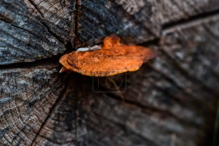 Téléchargez les photos : Champignon orange sur le tronc d'un arbre, Province de La Pampa, Patagonie, Argentine. - en image libre de droit