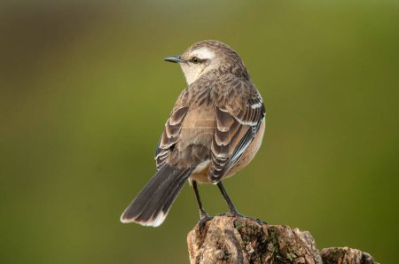 Téléchargez les photos : Mokingbird à bandes blanches, province de La Pampa, forêt de Patagonie, Argentine. - en image libre de droit