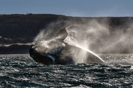 Téléchargez les photos : Baleine noire de Sohutern, espèces en voie de disparition, Patagonie, Argentine - en image libre de droit