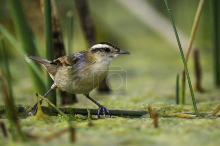 Foto de Wren like rushbird, in marsh environment, Patagonia, Argentina - Imagen libre de derechos