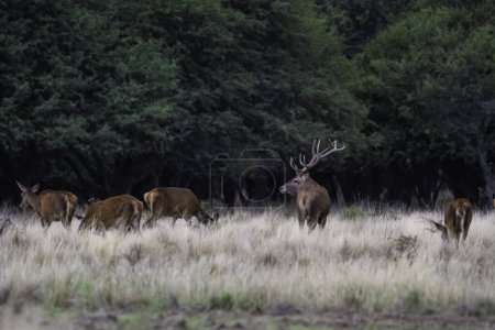 Photo for Red deer in La Pampa, Argentina, Parque Luro, Nature Reserve - Royalty Free Image