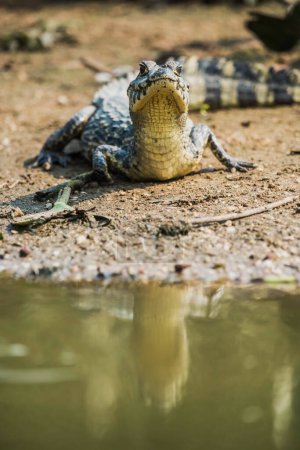 Foto de Broad hocico caimán, (Caiman latirostris) bebé, Pantanal, Mato Grosso, Brasil. - Imagen libre de derechos