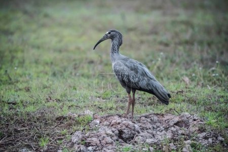 Téléchargez les photos : Plumbeous ibis, Theristicus caerulescens, Pantanal, Mato Grosso, Brésil. - en image libre de droit
