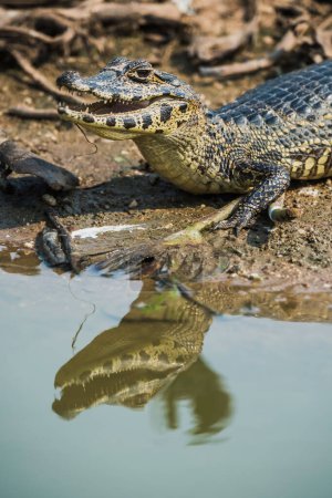 Téléchargez les photos : Caïman à museau large, (Caiman latirostris) bébé, Pantanal, Mato Grosso, Brésil. - en image libre de droit