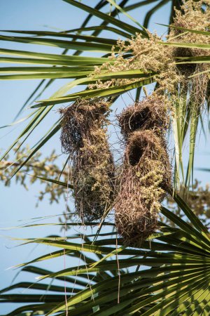 Téléchargez les photos : Cacique à ailes dorées (Cacicus chrysopterus), nidification, Pantanal, Mato Grosso, Brésil. - en image libre de droit