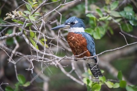 Anillado Kingfisher encaramado, orillas del río Cuiaba, Mato Grosso, Pantanal, Brasil