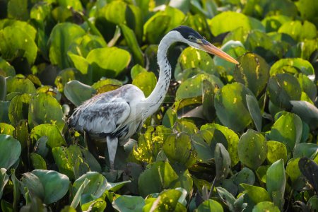 Photo for Cocoi Heron,Ardea cocoi,Pantanal, Mato Grosso, Brazil - Royalty Free Image